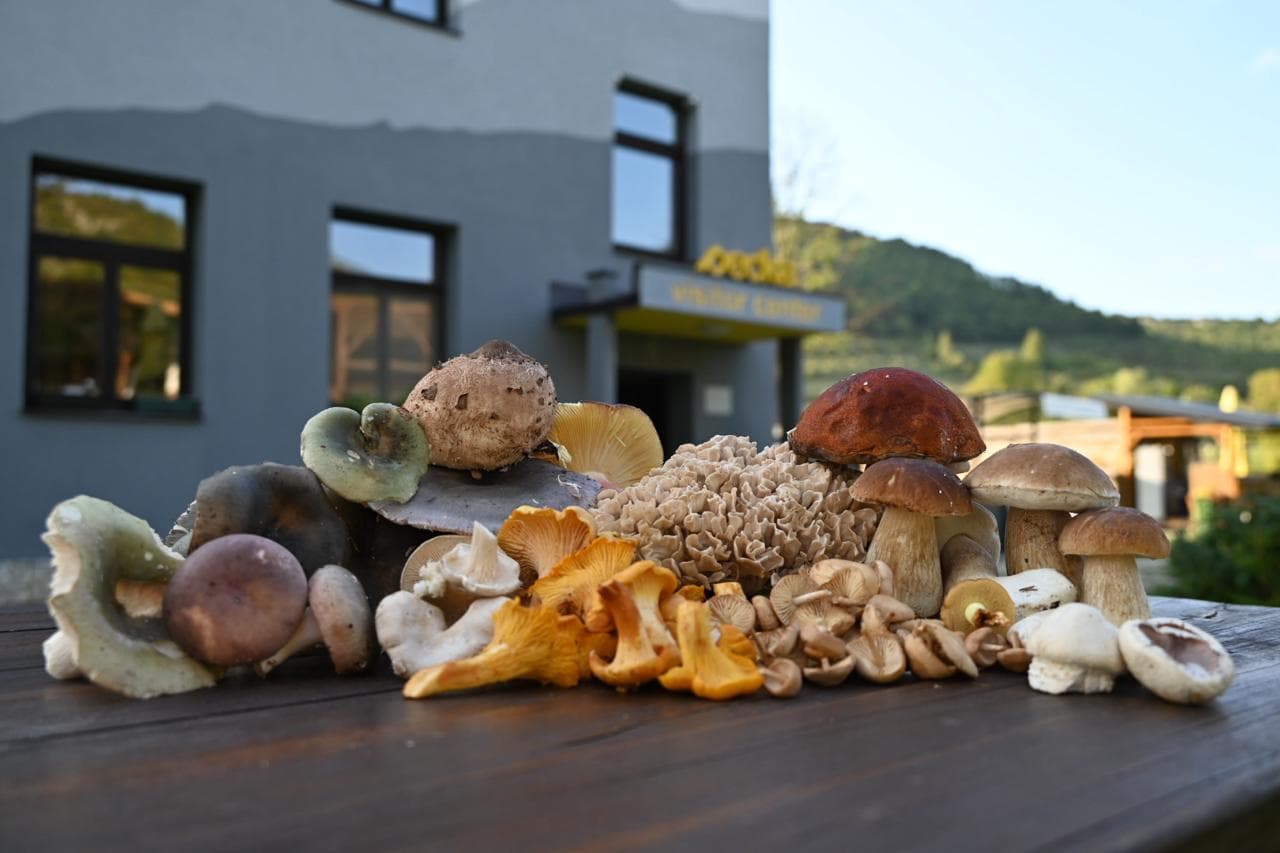 Razne vrste gljiva izložene na drvenom stolu ispred centra u Peckoj